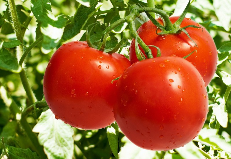 Benefits and Advantages Of Eating Tomatoes