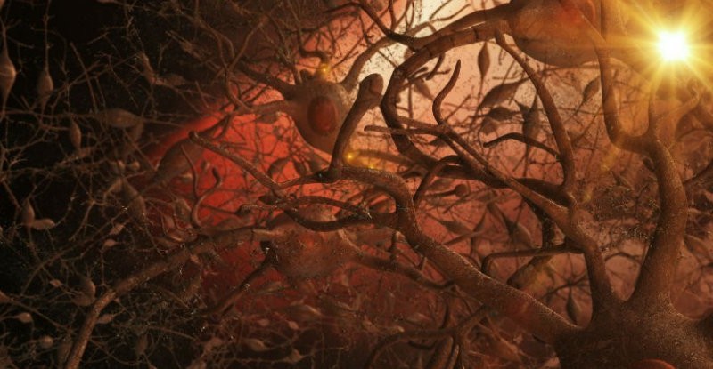 Foods For Keeping your Nerves System Healthy