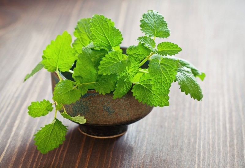 6 Reasons To Grow Mint At Home
