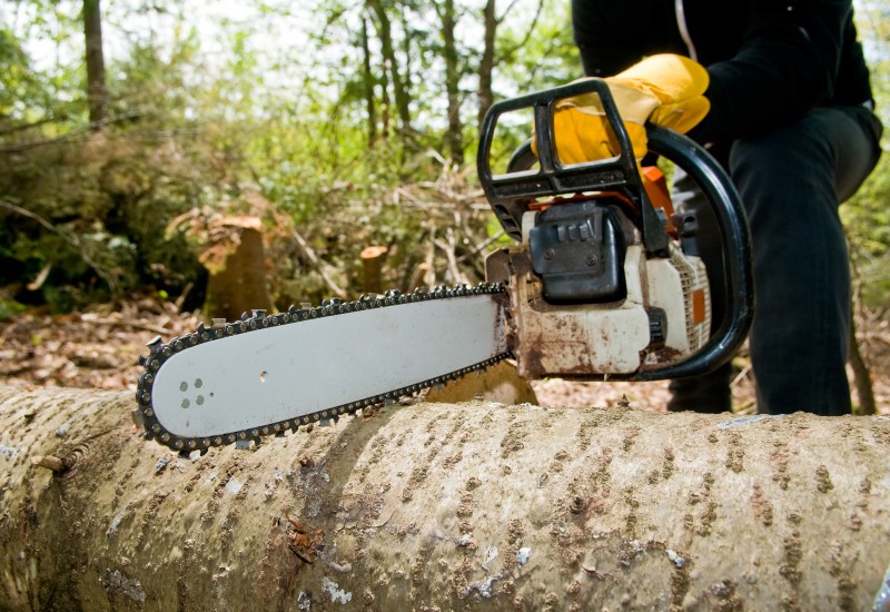 Reasons To Hire A Professional Tree Removal Expert