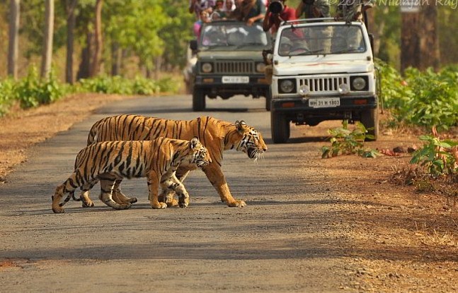 tiger safaries
