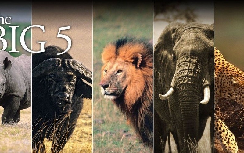 7 Best Wildlife Breaks Around The World