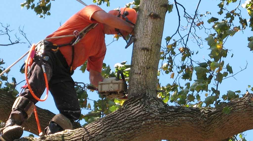 Reasons For Hiring Professional Tree Removal Service