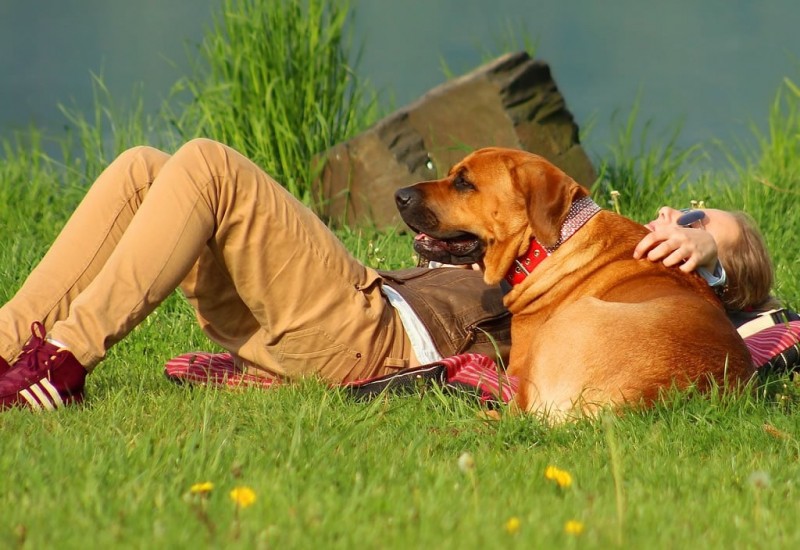 How To Choose A Dog School For Your Fur Child