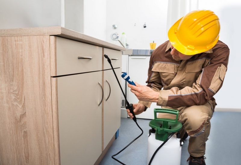 Safe And Reliable Pest Control Services In Essex