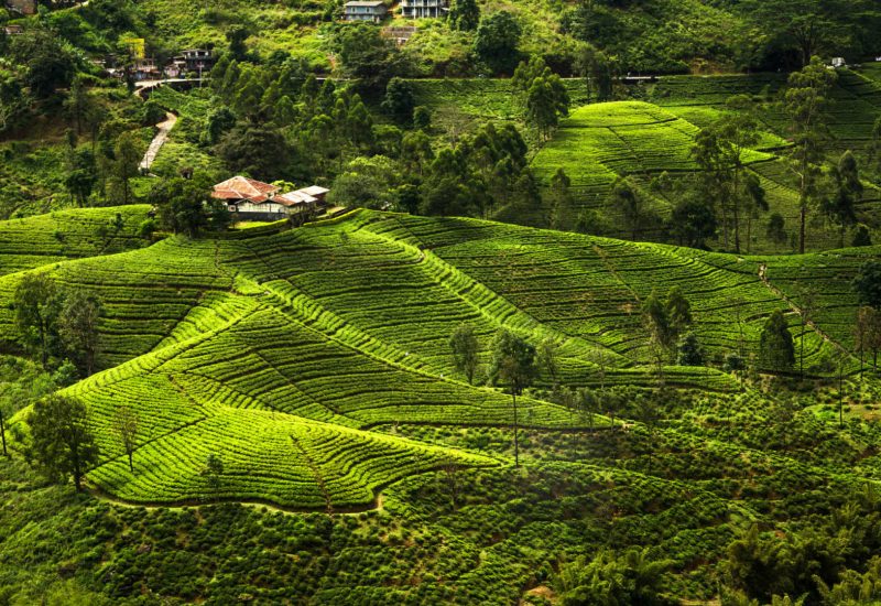 The Joy Of Exploring Sri Lanka Alone