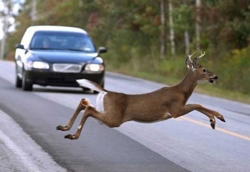 Tips to Avoid Collisions with Crossing Animal
