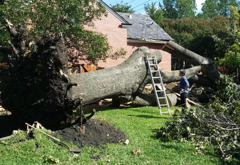 What Are The Types Of Professional Tree Removal?