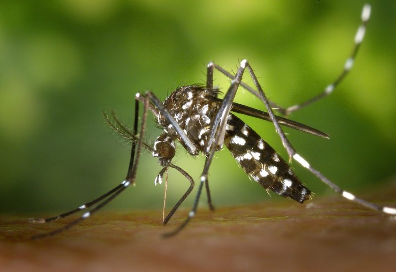 How Your Fragrance Can Double As An Insect Repellent
