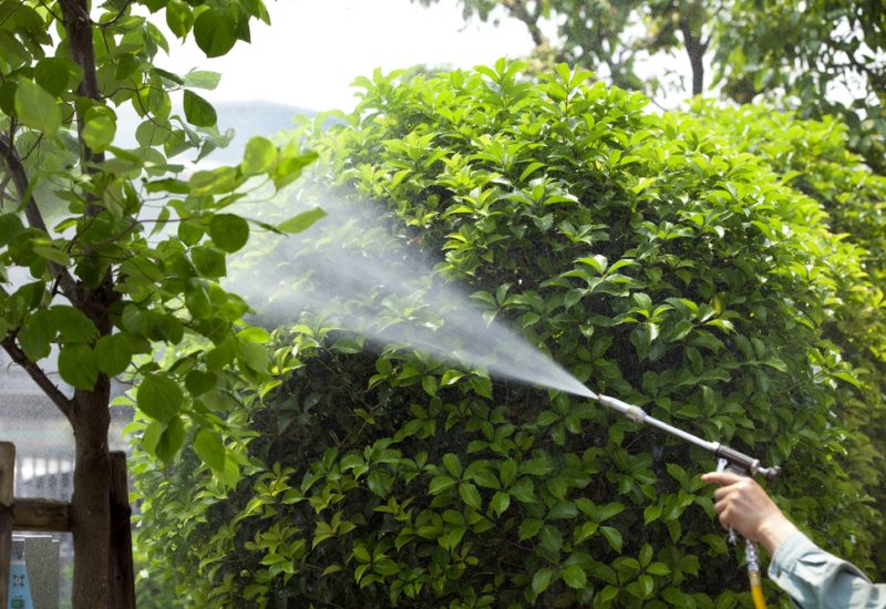 Common Practices (and myths) For Repelling And Preventing Pests In Your Home