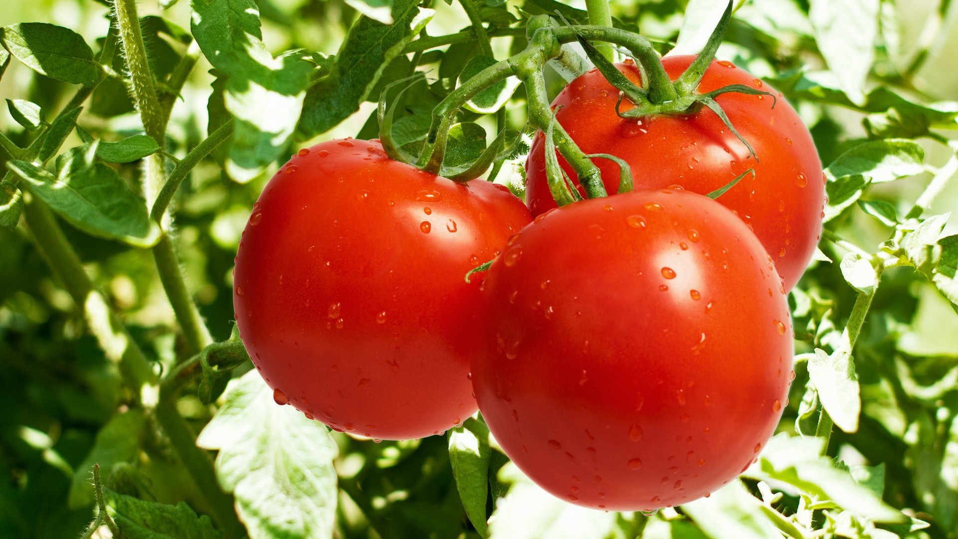Benefits and Advantages Of Eating Tomatoes