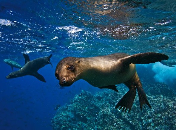 unafraid animals of galapagos islands