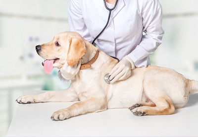 Why Dental Care Is Essential For Your Pet
